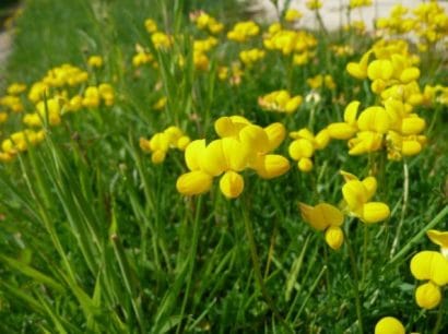 sementes de pe de trevo lotus corniculatus 2 20 e1495048669962