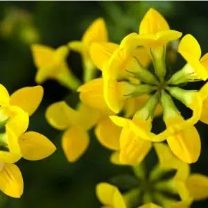 sementes de pe de trevo lotus corniculatus 2 21 e1495048641481