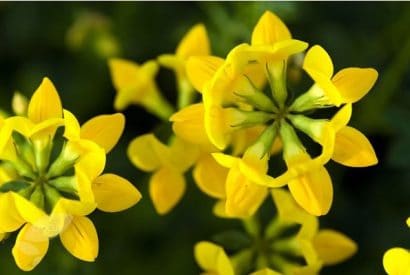 sementes de pe de trevo lotus corniculatus 2 21 e1495048641481