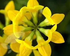 sementes de pe de trevo lotus corniculatus 2 3 e1495937304767