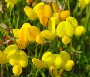 sementes de pe de trevo lotus corniculatus 2 4 e1495049067216