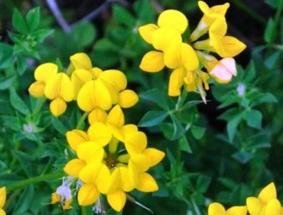 sementes de pe de trevo lotus corniculatus 2 5 e1495049046598