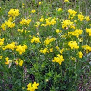 sementes de pe de trevo lotus corniculatus 2 7 e1495048994627