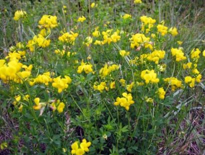 sementes de pe de trevo lotus corniculatus 2 7 e1495048994627