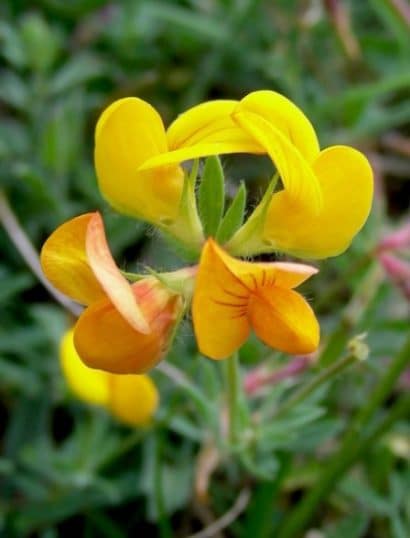 sementes de pe de trevo lotus corniculatus 2 8 e1495048974110