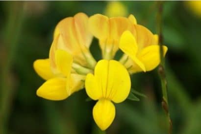 sementes de pe de trevo lotus corniculatus 2 9 e1495048940894