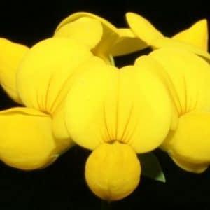 Sementes de Pé de Trevo (Lotus corniculatus)