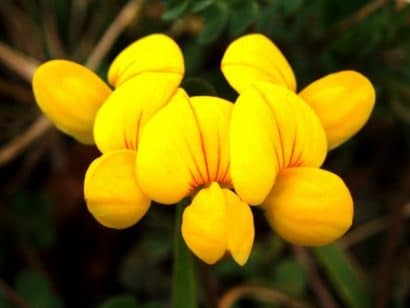 sementes de pe de trevo lotus corniculatus 5394 e1500060264851