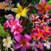 sementes de plumeria sortida 0035 e1495052856728