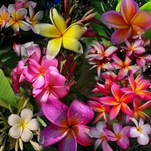 sementes de plumeria sortida 0035 e1495052856728