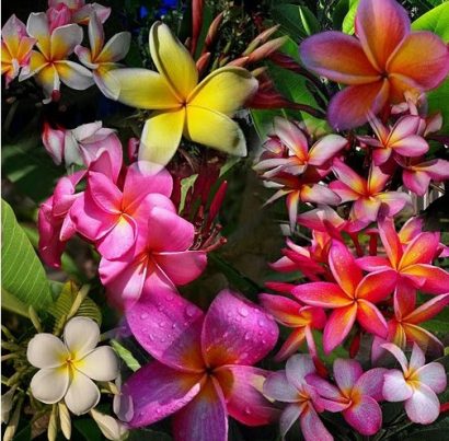 sementes de plumeria sortida 0035 e1495052856728