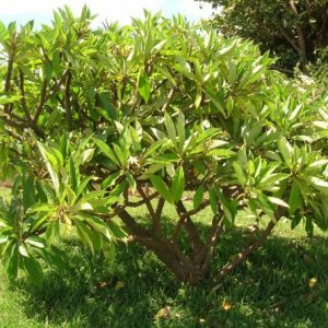 sementes de plumeria sortida 2 10 e1495052505564