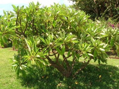 sementes de plumeria sortida 2 10 e1495052505564