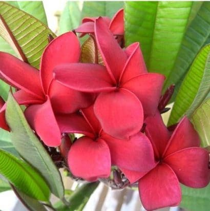 sementes de plumeria sortida 2 11 e1495052483574