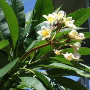 sementes de plumeria sortida 2 12 e1495052460772