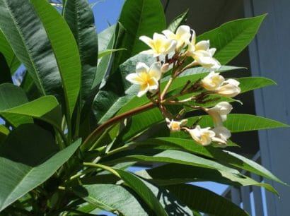 sementes de plumeria sortida 2 12 e1495052460772