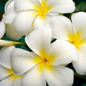 sementes de plumeria sortida 2 14 e1495052411815