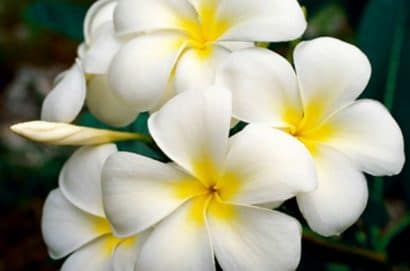 sementes de plumeria sortida 2 14 e1495052411815