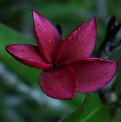 sementes de plumeria sortida 2 16 e1495052305239