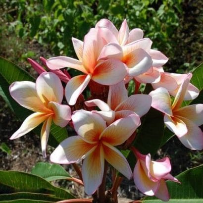 sementes de plumeria sortida 2 7 e1495052624357