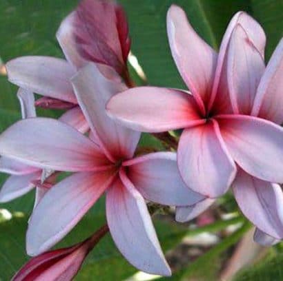 sementes de plumeria sortida 2 9 e1495052531915