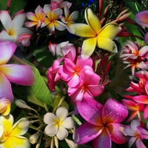 sementes de plumeria sortida 2 e1495052824649