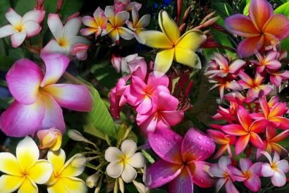 sementes de plumeria sortida 2 e1495052824649