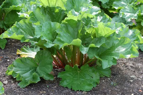 sementes de ruibarbo organico 2 15 e1495130628106
