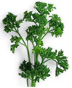 sementes de salsa crespa tempero 2 15 e1495135198849