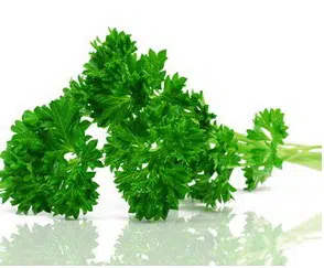 sementes de salsa crespa tempero 2 4 e1495137186310