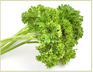 sementes de salsa crespa tempero 2 8 e1495137095629