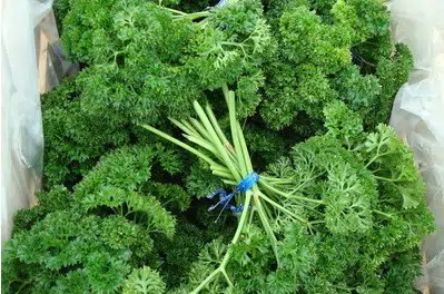 sementes de salsa crespa tempero 2 9 e1495137069903