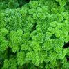 sementes de salsa crespa tempero 7562