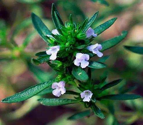 sementes de segurelha satureja 2 12 e1494878444573