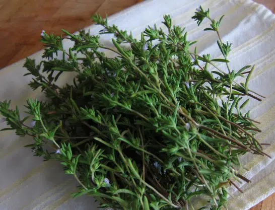 sementes de segurelha satureja 2 14 e1494878398147