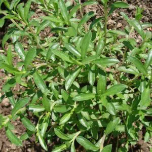 sementes de segurelha satureja 2 15 e1494878377454