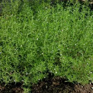 sementes de segurelha satureja 2 16 e1494878352988