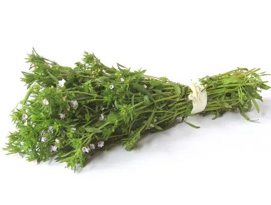 sementes de segurelha satureja 2 e1494878835220