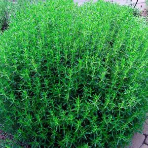 sementes de segurelha satureja 5305 e1494878861878