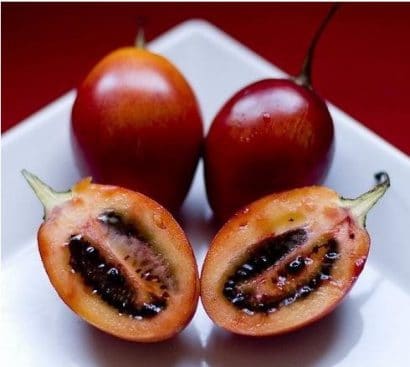 sementes de tamarillo tomate de arvore 2 11 e1494882209207