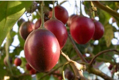 sementes de tamarillo tomate de arvore 2 12 e1494882149143