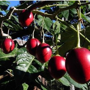 sementes de tamarillo tomate de arvore 2 14 e1494881822516