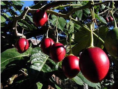 sementes de tamarillo tomate de arvore 2 14 e1494881822516