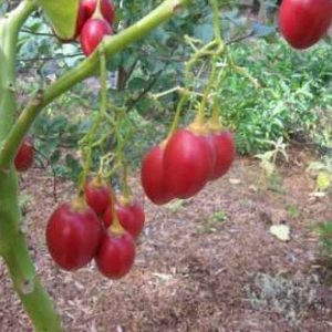sementes de tamarillo tomate de arvore 2 18 e1494881695453