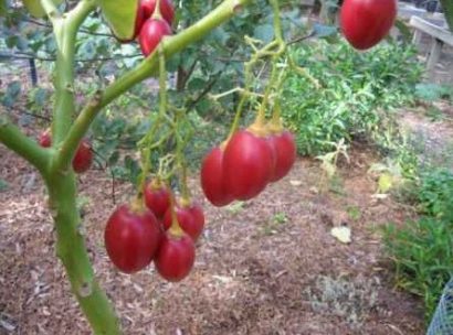 sementes de tamarillo tomate de arvore 2 18 e1494881695453