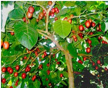 sementes de tamarillo tomate de arvore 2 6 e1494882422413