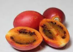 sementes de tamarillo tomate de arvore 2 7 e1494882390874