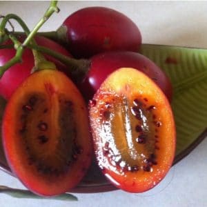 sementes de tamarillo tomate de arvore 2 8 e1494882342239