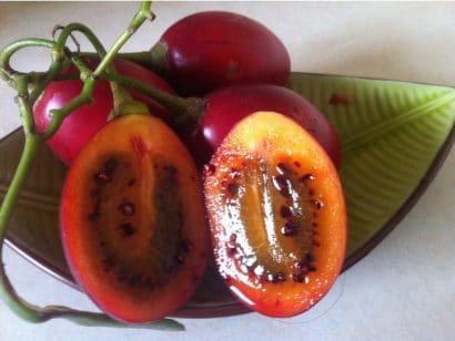 sementes de tamarillo tomate de arvore 2 8 e1494882342239