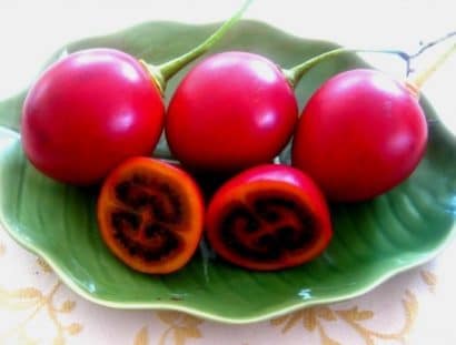 sementes de tamarillo tomate de arvore 2 9 e1494882283623